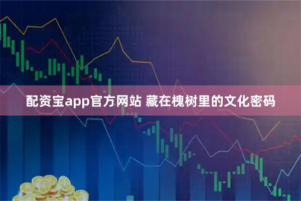 配资宝app官方网站 藏在槐树里的文化密码